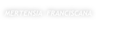 FRANCISCAN  BLUEBELLS
MERTENSIA  FRANCISCANA
Borage Family, Boraginaceae
Perennial herb