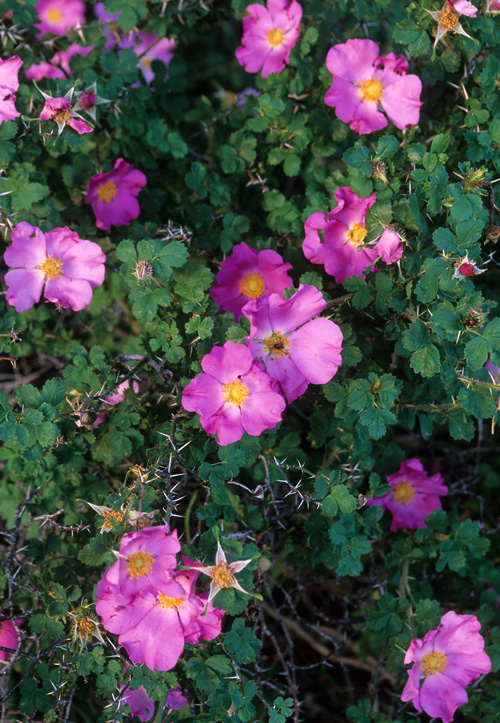 Trees Shrubs Photo Native Plant Society Of New Mexico