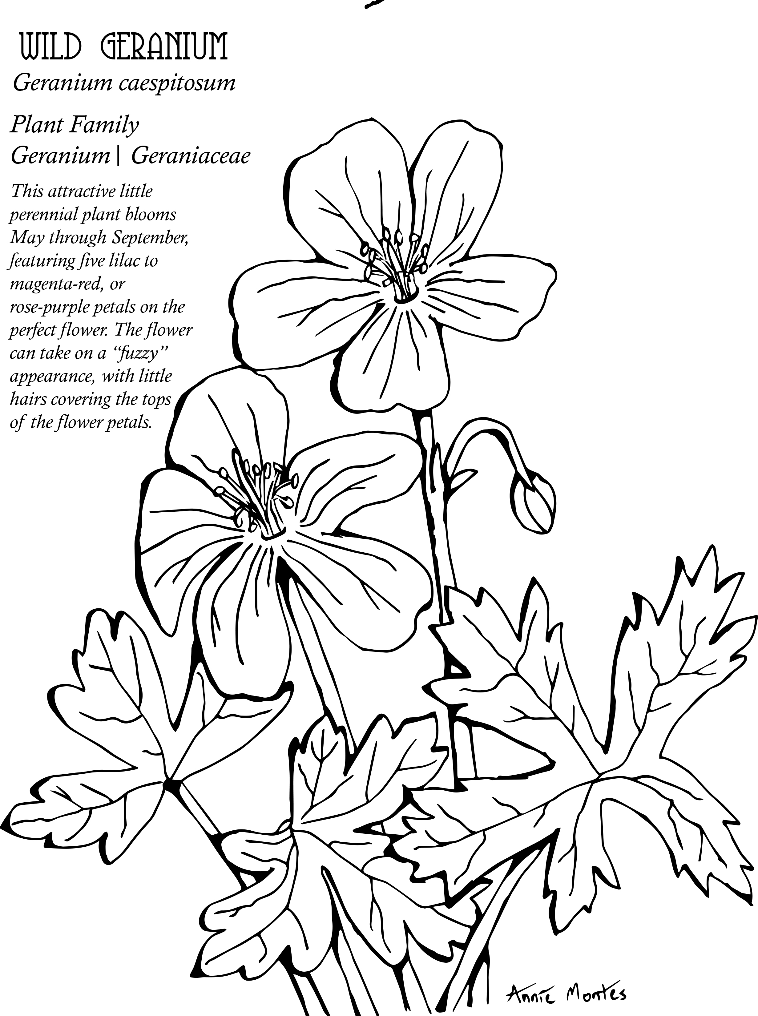 Download Native Plant Coloring Book Native Plant Society Of New Mexico