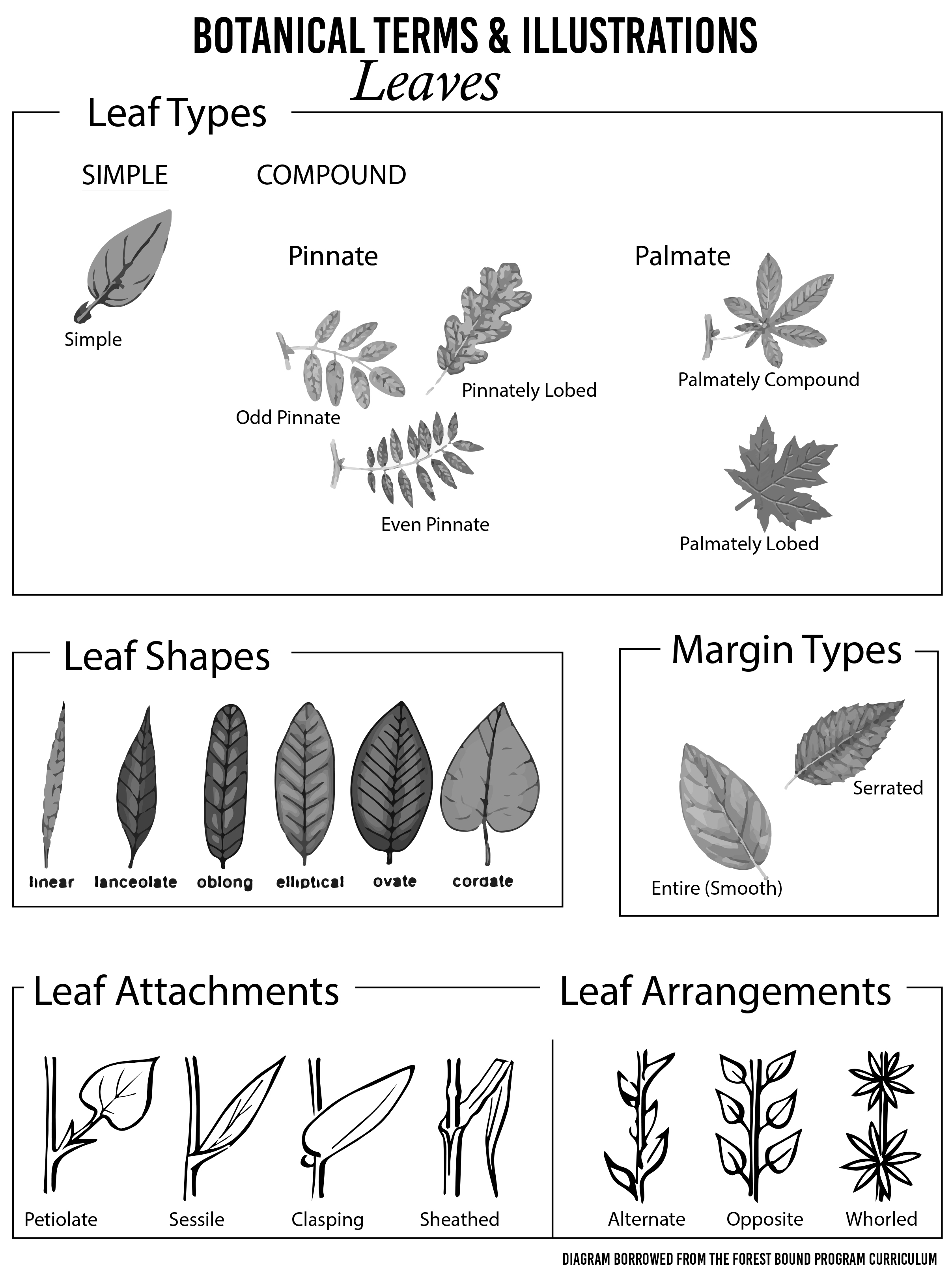 Native Plant Coloring Book – Native Plant Society of New Mexico