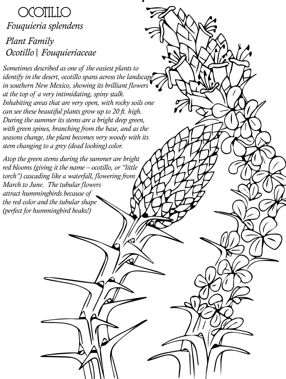 Native Plant Coloring Book – Native Plant Society of New Mexico