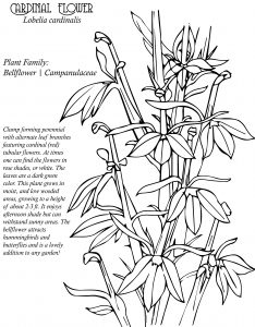 Native Plant Coloring Book – Native Plant Society of New Mexico