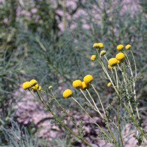 Stinknet found in New Mexico